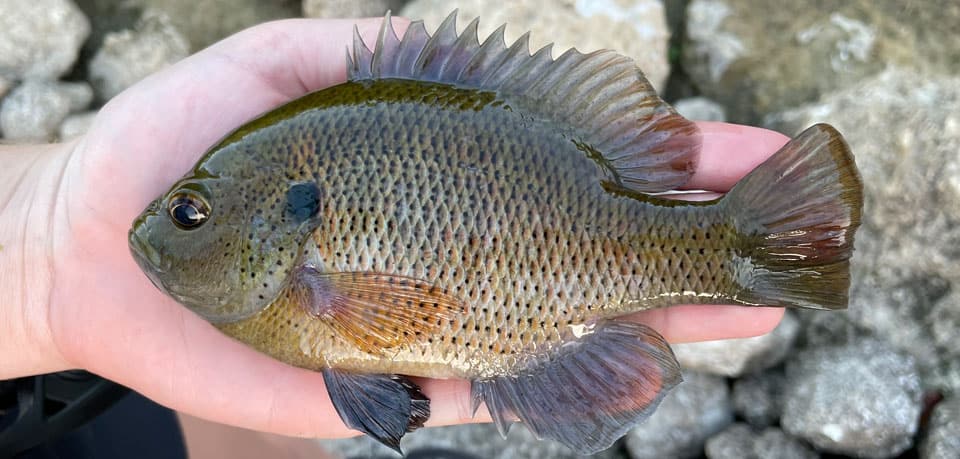 Sunfish, Spotted