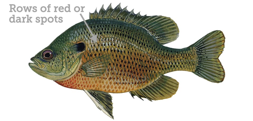 Sunfish, Spotted