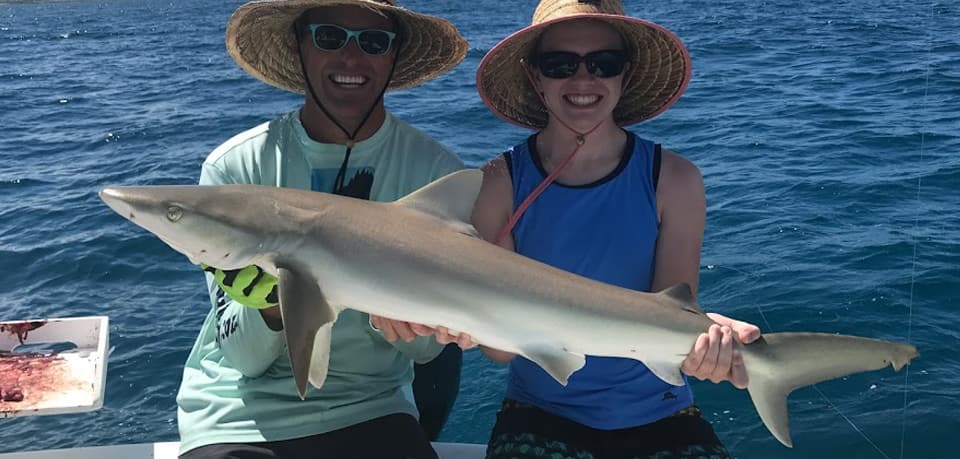 Shark, Blacknose