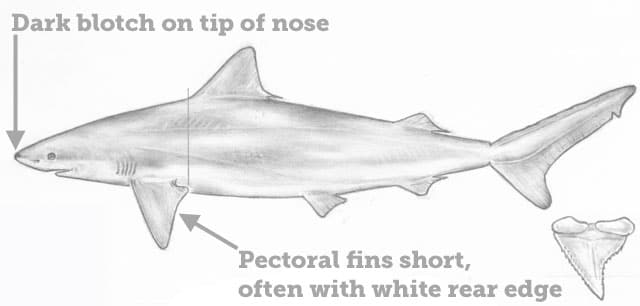 Shark, Blacknose